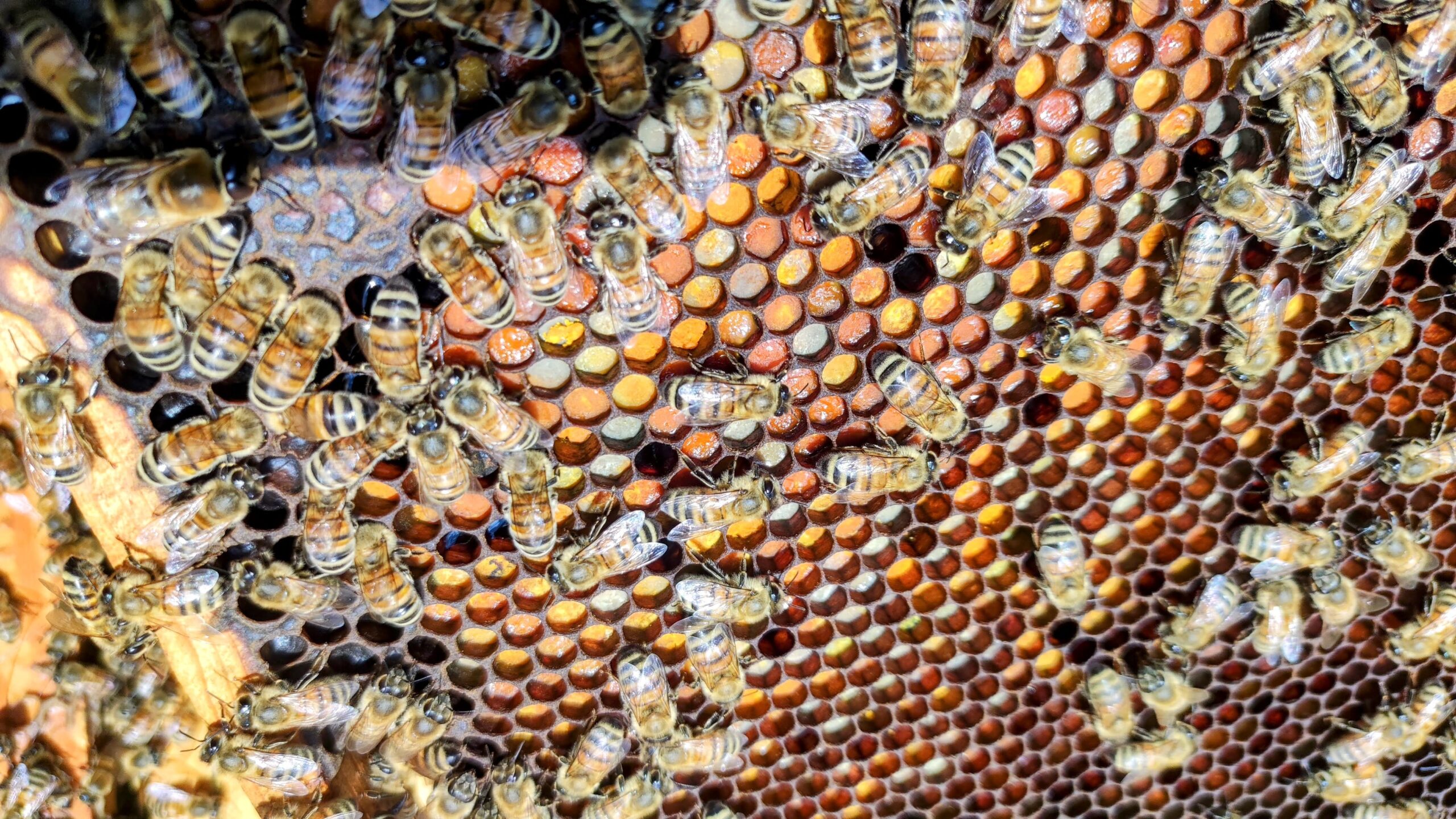 domande frequenti sulle api – ape su un fiore